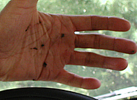 Having a Hand in this Infliction
