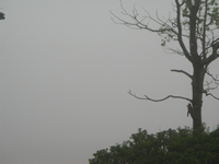Mist in the Air